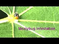 Beetles vs Mealybugs