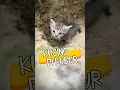Download Lagu Kucing Mau Dikubur