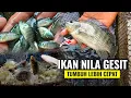 Lagu BUDIDAYA IKAN NILA GESIT - IKAN NILA YANG MAMPU TUMBUH LEBIH CEPAT