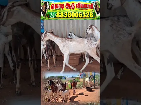 சிறந்த முறையில் வளர்க்கப்பட்ட கொடி ஆடுகள் விற்பனைக்கு