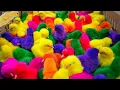 Download Lagu World Cute Chickens, Colorful Chickens, Rainbows Chickens, Cute Ducks, Cat, Rabbits,Cute Animals🐤🐣🦆🐟