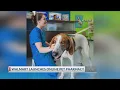 WalMart launches vets pharmacy