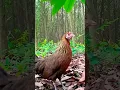 Download Lagu Suara yang bagus untuk menarik burung hutan betina