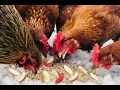 HOW TO FEED CHICKENS APPLE TREATS