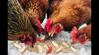 HOW TO FEED CHICKENS APPLE TREATS