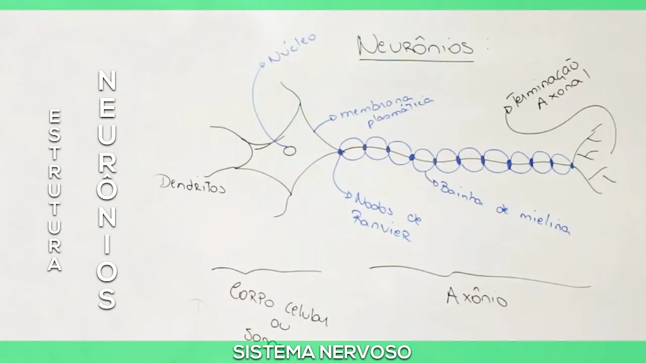 Neurônio: Estrutura básica
