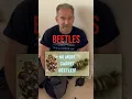 Carpet beetle Watch the full to see how you get rid of carpet beetle
