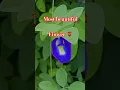 Download Lagu The beauty of nature in Nepal 🇳🇵! flower 🌷 season in monsoon! famous nepali song video 📸| #flowers