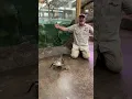 Chased By AGGRESSIVE Baby Alligator