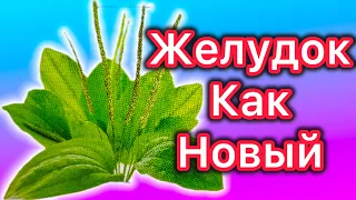 Творит ЧУДЕСА / Забыть гастрит, кашель, бронхит , язву, колит/ Вмиг на ноги поставит.