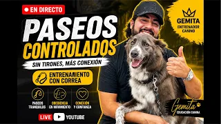 Cómo hacer que tu perro no tire de la correa!😱🫨￼