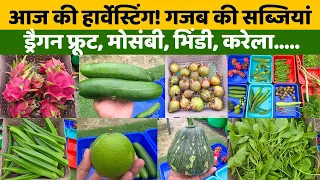 घर के गार्डन से सब्जियां और फल तोड़े! होम गार्डन हार्वेस्टिंग वीडियो | Home Garden Harvest in India