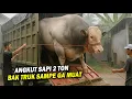 Lagu Sapi 2 Ton Sebesar Bak Truk! 15 Sapi Terbesar di Dunia \u0026 Indonesia – Cocok Buat Kurban 2025?