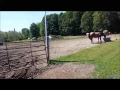 alvins 2015 foal crop