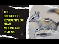 Alpine Chipmunk: The Energetic Residents of High Mountain Realms