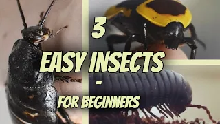 Download 3 Easy Pet Insects for Beginners | Beetles, Millipedes \u0026 Cockroaches! MP3