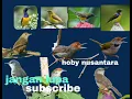 Download Lagu suara burung prinjak vs sogon ontog @hobynusantara5159 selamat mencoba kwan !!!
