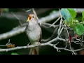Sikatan Londo Di Alam Liar. cocok untuk masteran burung lain.