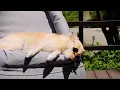 Download Lagu Camping with My Dog in a Quiet Forest 🍃 ASMR Bird Sounds and Peaceful Moments
