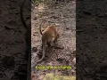 Leo called mom!! #monkey #gavebirth.!!! #monkey #short #monkeys