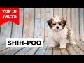 Shih Poo - Top 10 Facts