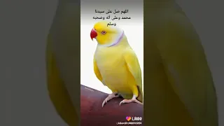 صليت على النبي كم مره اولي صلي وعلي وخلي 