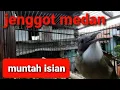 Download Lagu masteran cucak jenggot medan pasti nyautttt