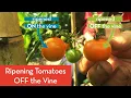 Ripening Tomatoes Off the Vine A Taste Test