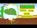 How Plants Make Food: The Photosynthesis Quiz | The Green Magic: Photosynthesis in Plants!