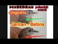 Lagu CARA MEMBEDAKAN PELANDUK SEMAK, CINGCOHO JANTAN DAN BETINA