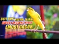 Download Lagu Kenari Gacor Panjang Cuit Cuit Ngerol, PANCINGAN - MASTERAN Kenari PAUD Belajar Bunyi Pun NYAUT