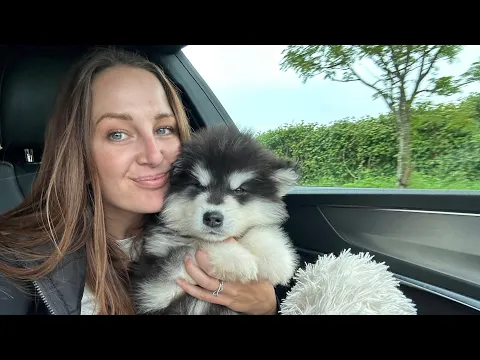 Download MP3 Getting A New Alaskan Malamute Puppy! (He's The Cutest Ever!!)
