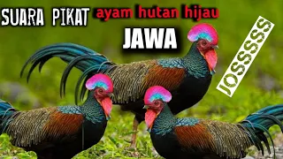 Download bunyi suara atau pikat ayam hutan hijau Jawa 100% sangat ampuh cocok buat pikat MP3