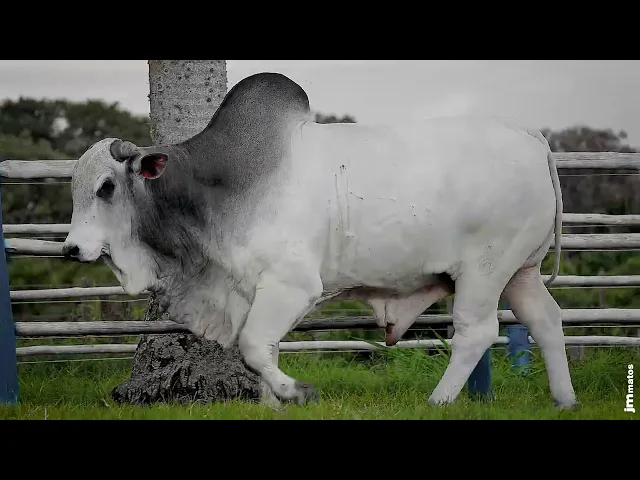 Touro Nelore SGN - 2348