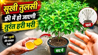 Sukhi Hui Tulsi Fir Se Hari Bhari | Tulsi Plant Care in Rainy Season | Best Tulsi Fertilizer