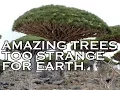 Download Lagu Top 10 Amazing Trees To Strange for Earth