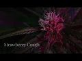 top 5 sativa strains