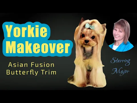 Download MP3 Yorkie Makeover! A Major Transformation from full coat to an Asian Fusion Butterfly 🦋 Trim.