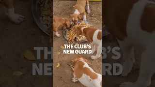 The yacht club new guard #windedvoyage #sailinglifestyle #africa #puppies