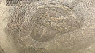 Biggest Anaconda 😱😱🐍
