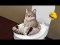 Download Lagu Die lustigsten Tiere 2024 😹 Lustige Hunde- und Katzenvideos Teil 57