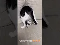 Download Lagu Funny videos for 26.03🤣🤣🤣