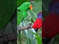 Download Lagu suara pikat burung Nuri merah dan hijau cantik