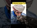 Download Lagu Sheikh Hamdan Crown Prince Dubai Loves Falcons #shorts #love #music #shortsfeed #fazza #viral