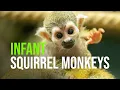 Download Lagu Baby Squirrel Monkey Boom At Zoo Vienna