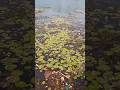 Download Lagu Lovely Lotus in Narmada River ||#shorts #lotus #lovely
