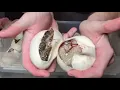 Burmese Python Egg Cutting Exciting Hatch to Prove 33 Possible Hets
