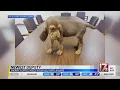Name suggestions for new K-9 in Edgecombe County Sheriff s Office