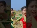Download Lagu Ajore Ajore Mara Surya Bhanoyi/ Banjara love songs l #flocksong #banjarasong #banjaraculture #dance