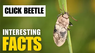 Amazing facts of Click Beetle Interesting Facts The Beast World
